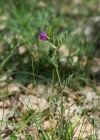 Einzelbild 7 Futter-Wicke - Vicia sativa