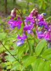 Einzelbild 6 Frühlings-Platterbse - Lathyrus vernus