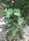 Einzelbild 6 Schwarze Platterbse - Lathyrus niger