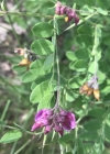 Einzelbild 7 Schwarze Platterbse - Lathyrus niger