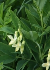Einzelbild 5 Gelbe Berg-Platterbse - Lathyrus occidentalis