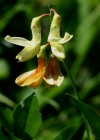 Einzelbild 7 Gelbe Berg-Platterbse - Lathyrus occidentalis