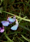 Einzelbild 6 Sumpf-Platterbse - Lathyrus palustris