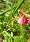 Einzelbild 6 Wald-Platterbse - Lathyrus sylvestris