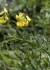 Einzelbild 5 Wiesen-Platterbse - Lathyrus pratensis