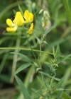 Einzelbild 6 Wiesen-Platterbse - Lathyrus pratensis