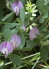 Einzelbild 5 Kriechende Hauhechel - Ononis repens