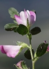 Einzelbild 6 Kriechende Hauhechel - Ononis repens