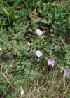 Einzelbild 8 Kriechende Hauhechel - Ononis repens