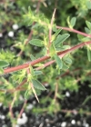 Einzelbild 6 Dornige Hauhechel - Ononis spinosa
