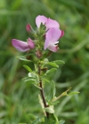 Einzelbild 7 Dornige Hauhechel - Ononis spinosa