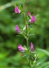 Einzelbild 8 Dornige Hauhechel - Ononis spinosa