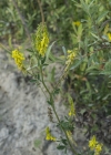 Einzelbild 4 Echter Honigklee - Melilotus officinalis