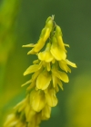 Einzelbild 6 Echter Honigklee - Melilotus officinalis