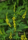 Einzelbild 7 Echter Honigklee - Melilotus officinalis