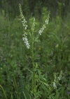 Einzelbild 5 Weisser Honigklee - Melilotus albus