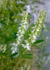 Einzelbild 7 Weisser Honigklee - Melilotus albus