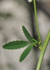 Einzelbild 8 Weisser Honigklee - Melilotus albus