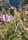 Einzelbild 4 Saat-Luzerne - Medicago sativa