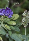 Einzelbild 5 Saat-Luzerne - Medicago sativa