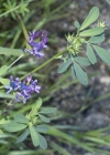 Einzelbild 7 Saat-Luzerne - Medicago sativa