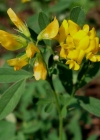 Einzelbild 8 Gelbe Luzerne - Medicago falcata