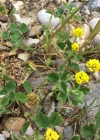 Einzelbild 5 Hopfenklee - Medicago lupulina