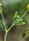 Einzelbild 6 Hopfenklee - Medicago lupulina