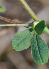 Einzelbild 7 Hopfenklee - Medicago lupulina