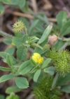 Einzelbild 6 Zwerg-Schneckenklee - Medicago minima