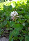 Einzelbild 5 Kriechender Klee - Trifolium repens