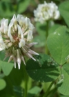 Einzelbild 7 Kriechender Klee - Trifolium repens