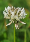 Einzelbild 8 Kriechender Klee - Trifolium repens