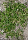 Einzelbild 7 Thals Klee - Trifolium thalii