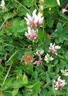 Einzelbild 8 Thals Klee - Trifolium thalii
