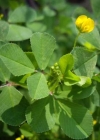 Einzelbild 6 Zweifelhafter Klee - Trifolium dubium