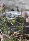 Einzelbild 7 Hasen-Klee - Trifolium arvense