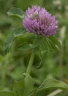 Einzelbild 5 Rot-Klee - Trifolium pratense
