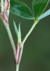 Einzelbild 5 Mittlerer Klee - Trifolium medium