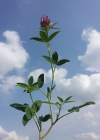 Einzelbild 6 Mittlerer Klee - Trifolium medium