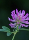 Einzelbild 7 Mittlerer Klee - Trifolium medium