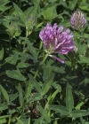 Einzelbild 8 Mittlerer Klee - Trifolium medium
