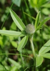 Einzelbild 4 Hügel-Klee - Trifolium alpestre