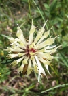 Einzelbild 6 Gelblicher Klee - Trifolium ochroleucon