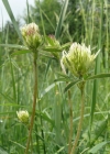 Einzelbild 8 Gelblicher Klee - Trifolium ochroleucon
