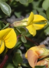 Einzelbild 5 Alpen-Hornklee - Lotus alpinus