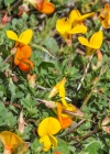 Einzelbild 6 Alpen-Hornklee - Lotus alpinus