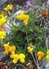 Einzelbild 7 Alpen-Hornklee - Lotus alpinus