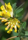 Einzelbild 5 Echter Wundklee - Anthyllis vulneraria