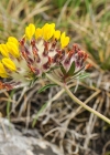 Einzelbild 6 Echter Wundklee - Anthyllis vulneraria